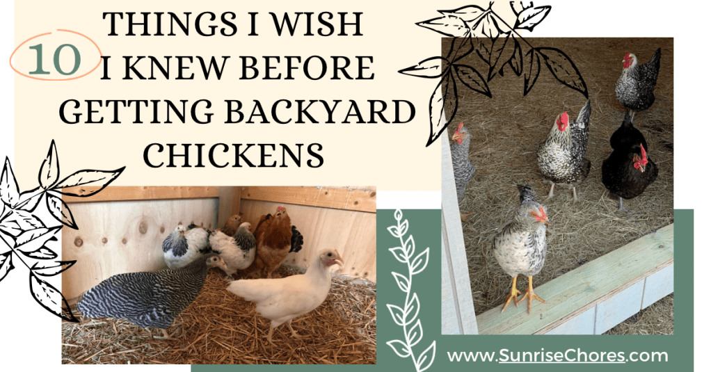 a flock of black and white chickens standing in straw bedding