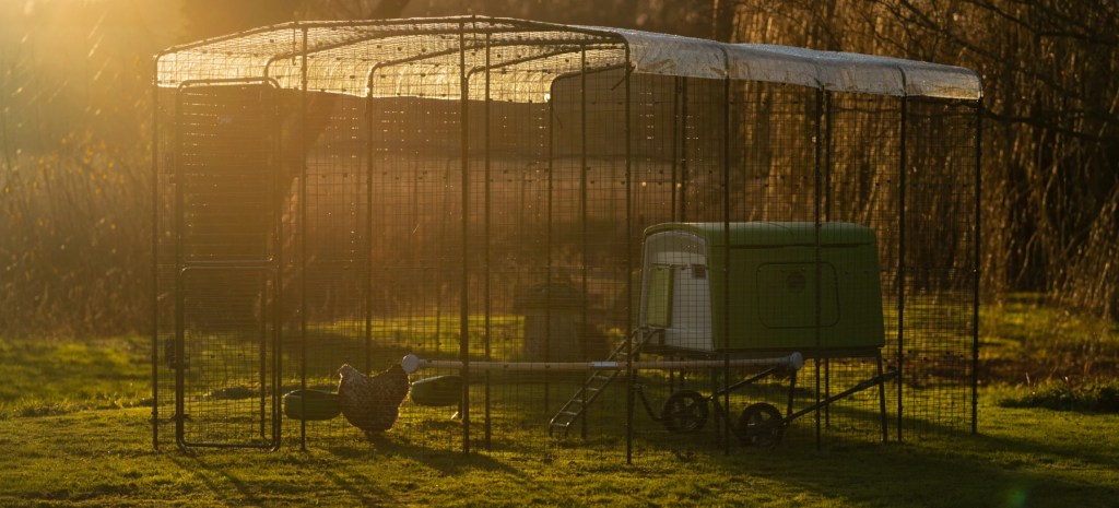 Plastic chicken coop inside a walk in run with a hen.
