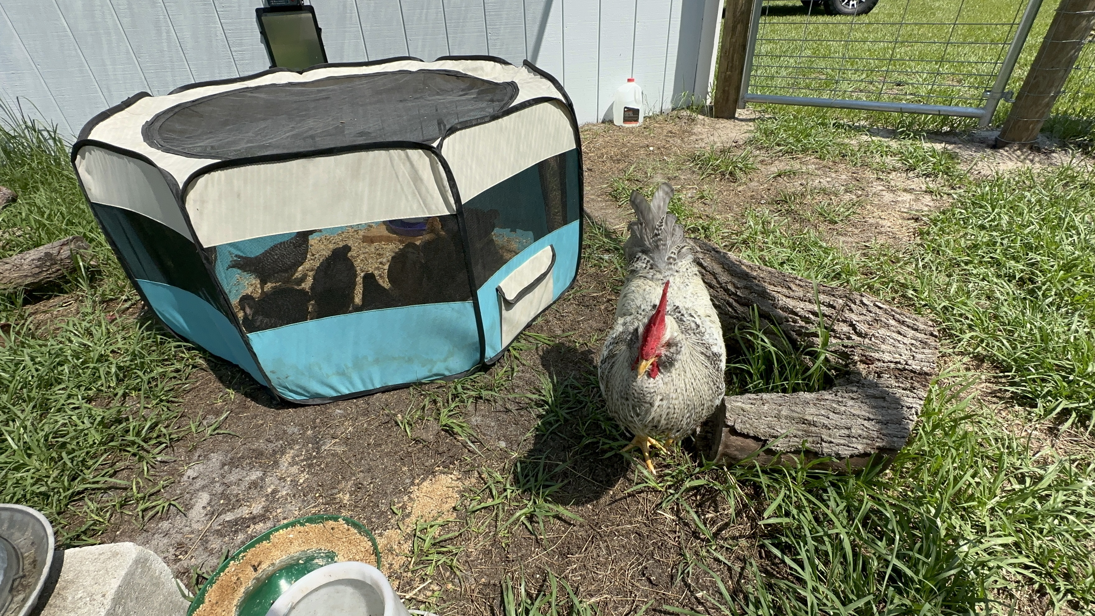 white and blue chick pen outside next to rooster