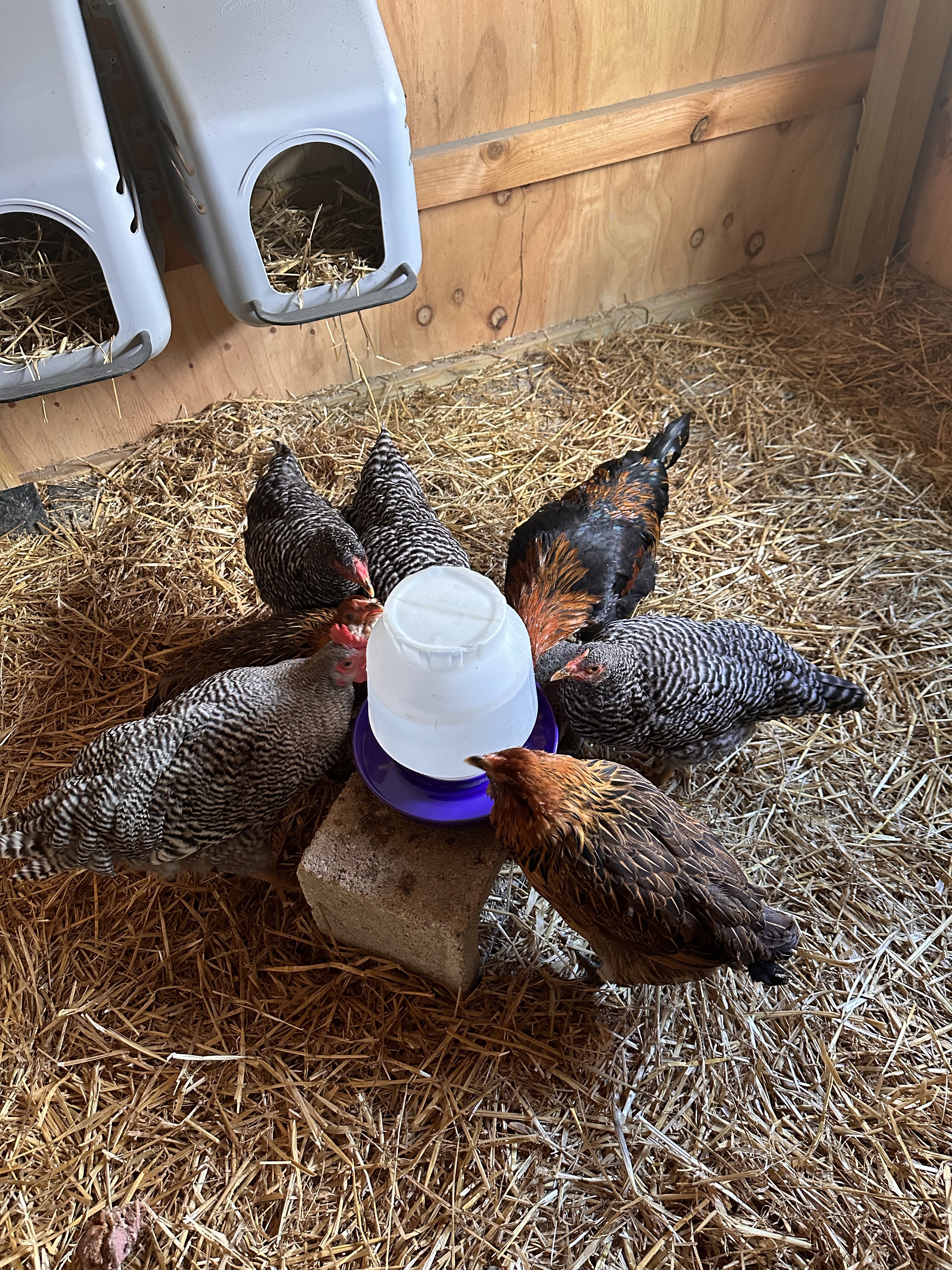 7 chickens drinking water from clear and purple waterer
