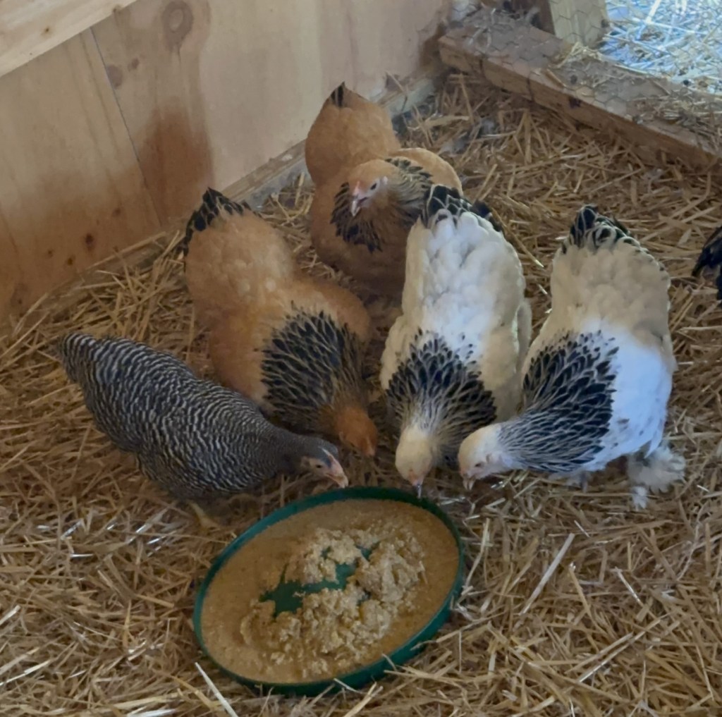 5 chickens in tan straw eating wet food from green tray.