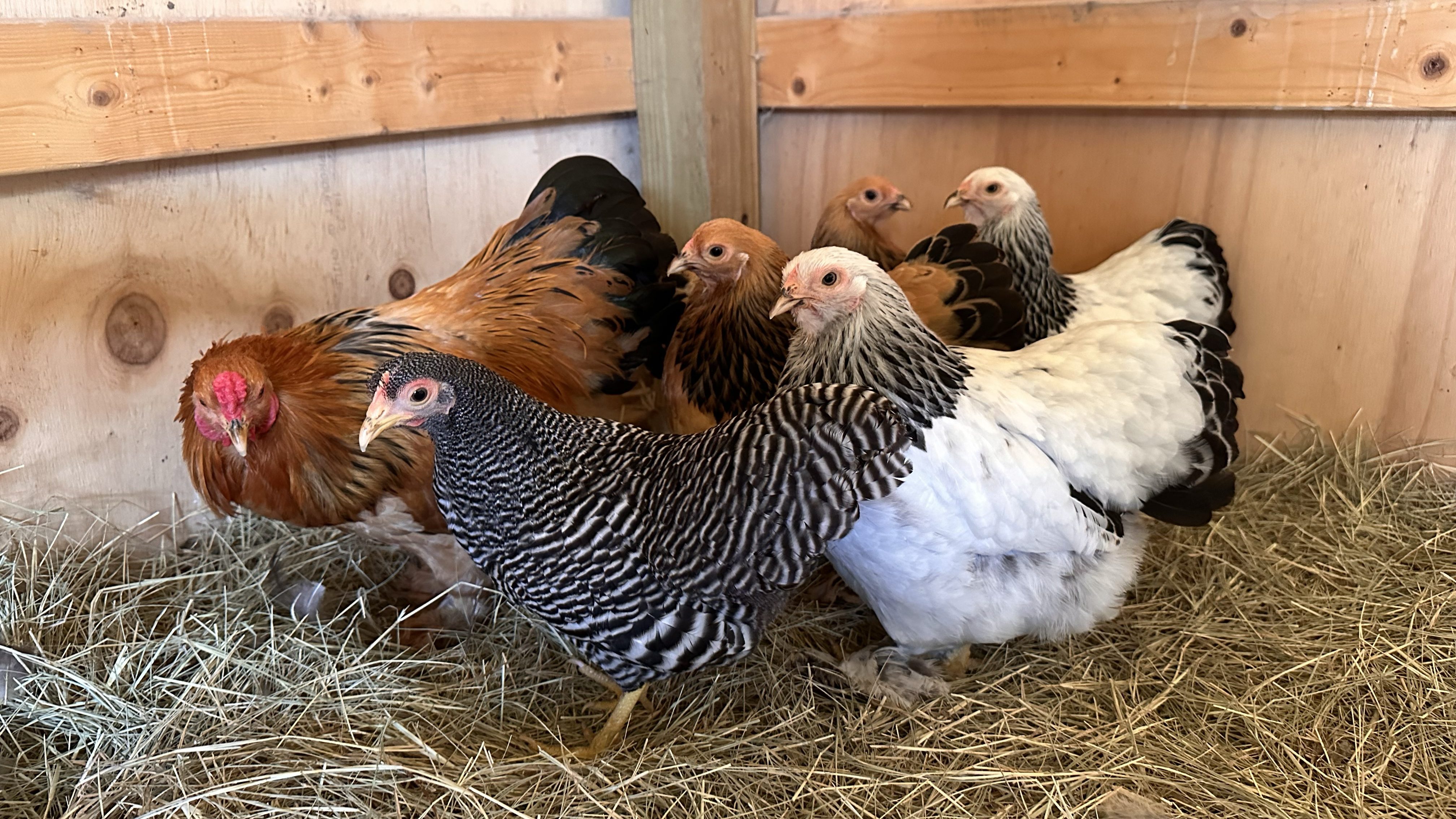 A flock of 6 brown, black and white small chickens inside a wood chicken coop. Standing in hay.