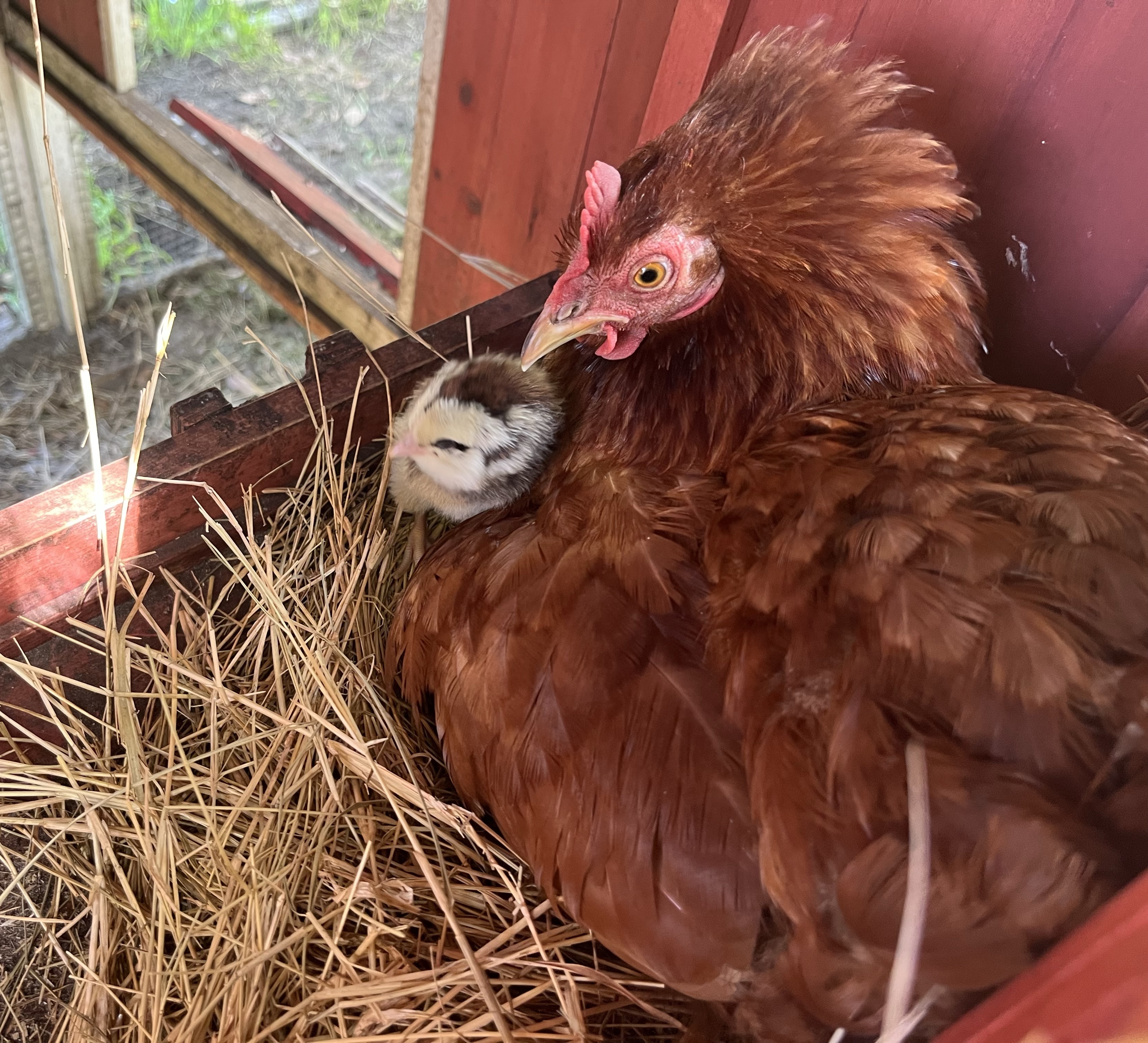 brown hen sitting with black and white chick in straw