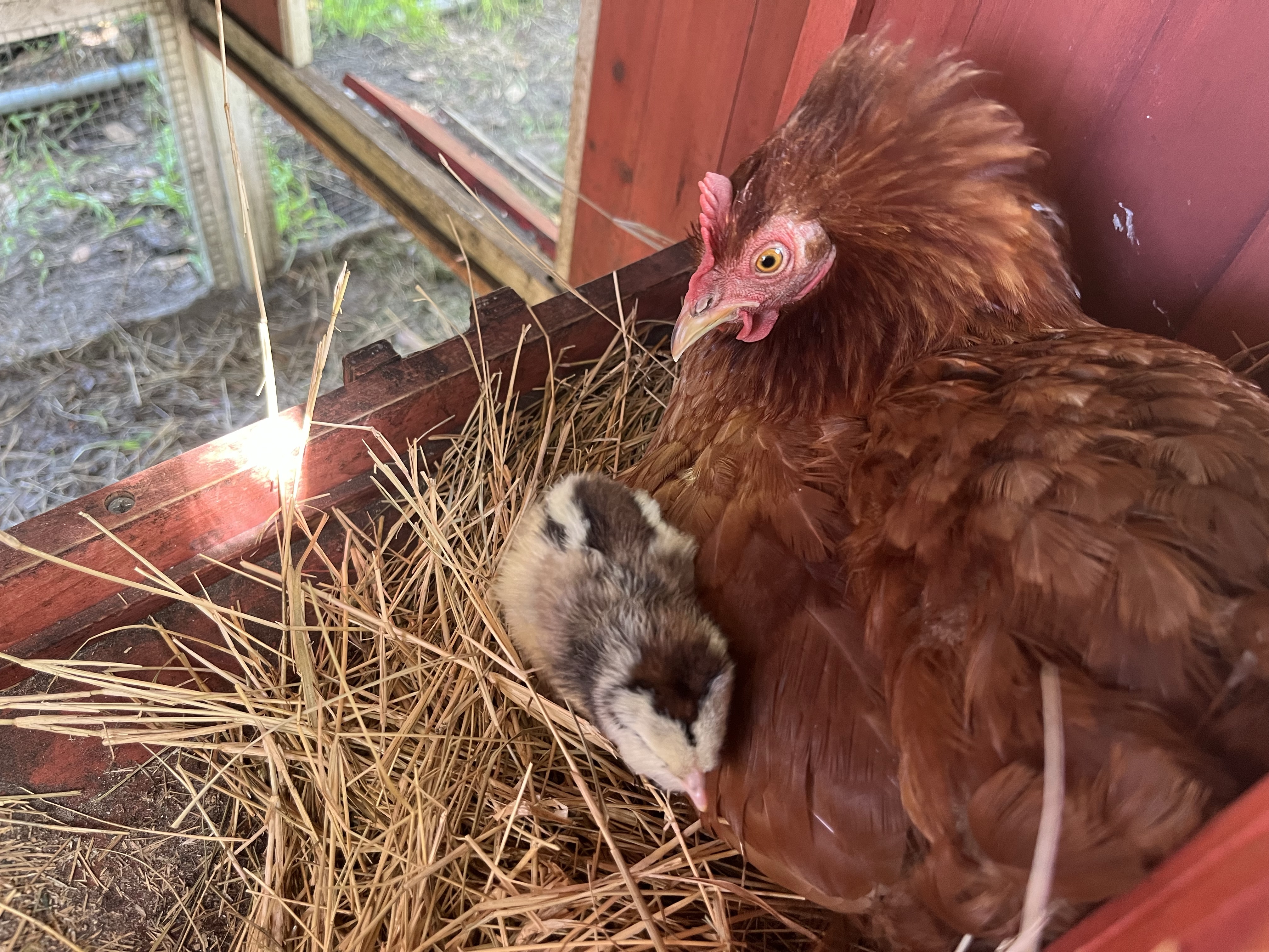 brown hen sitting with black and white chick in straw