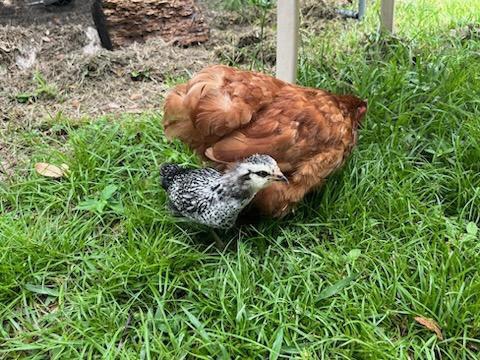 brown hen sitting with black and white chick in green grass