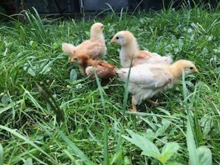 flock of light yellow chicks in green grass