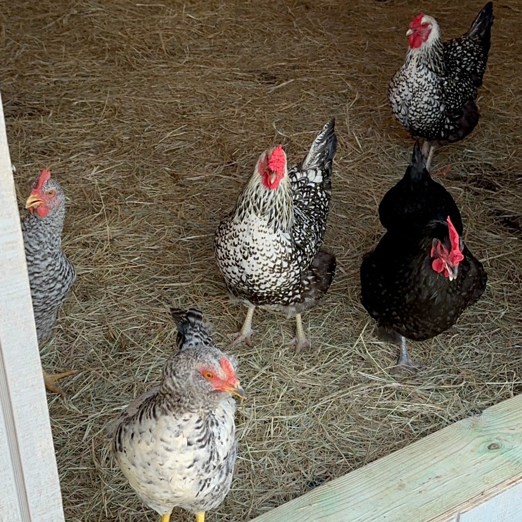 flock of black and white chickens standing on tan straw in coop