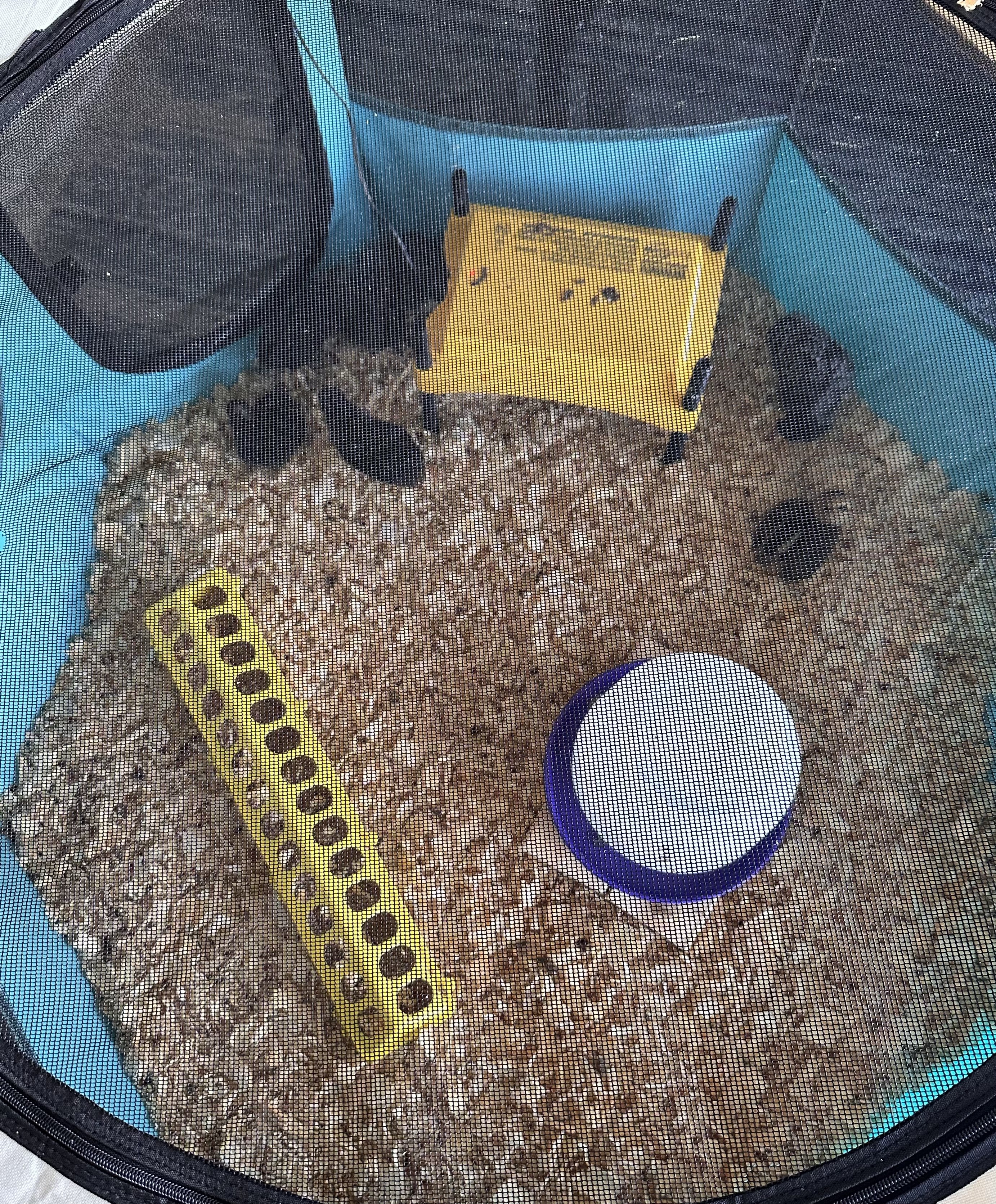 black baby chicks in blue pen with food, water, yellow heater and pin shavings