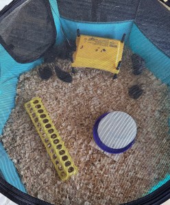 A small flock of chicks in a portable pet playpen with bedding, water, feeder and a heater.