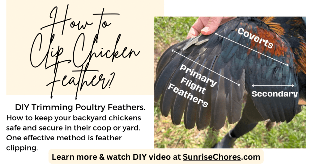 a chicken wing with black and brown feather