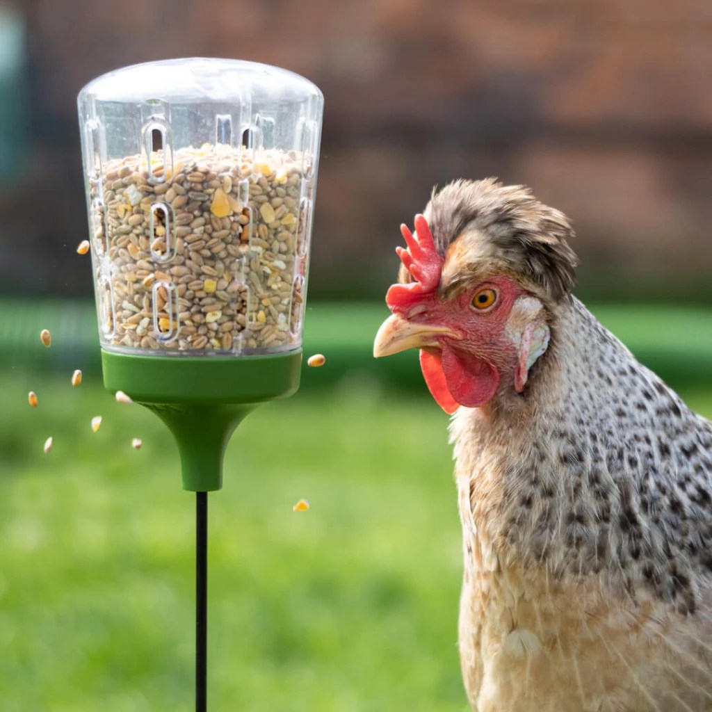 Chicken looking at corn and grain in a clear perch toy.