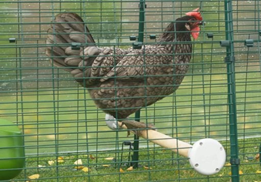 Brown hen standing on a perch.