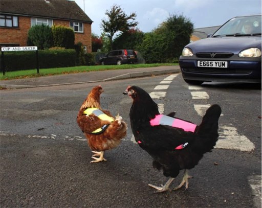 Two chickens crossing the road wearing a bright colored vest.