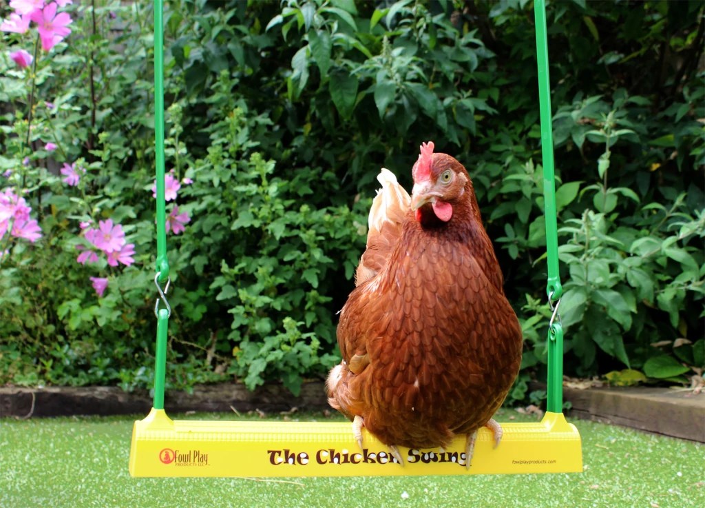 Brown hen outside sitting on a yellow swing.
