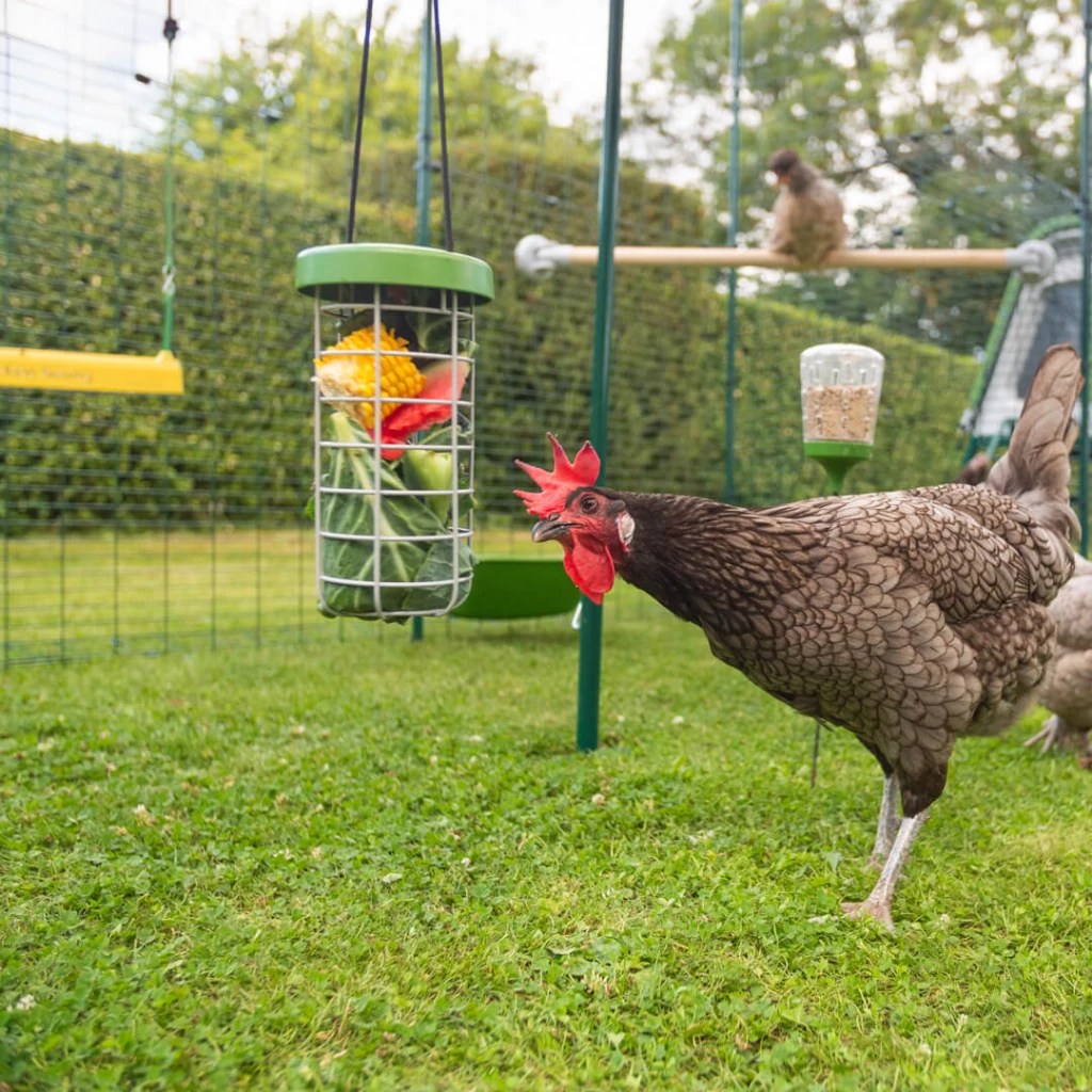 Brown hen in outside run eating veggies.