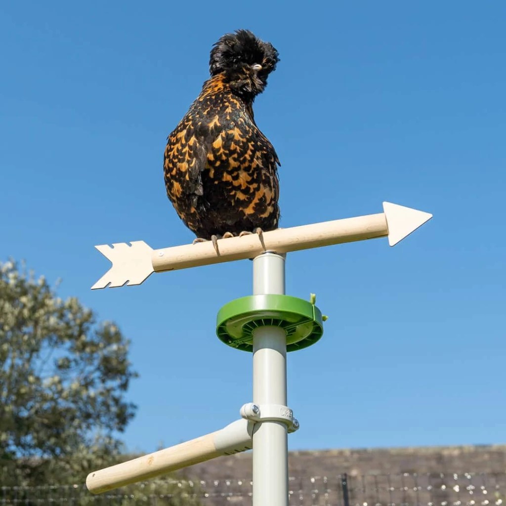 Black and brown hen sitting on perch.