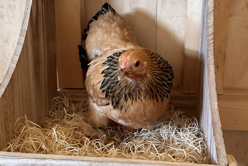 Black and brown hen in a wood nesting box.