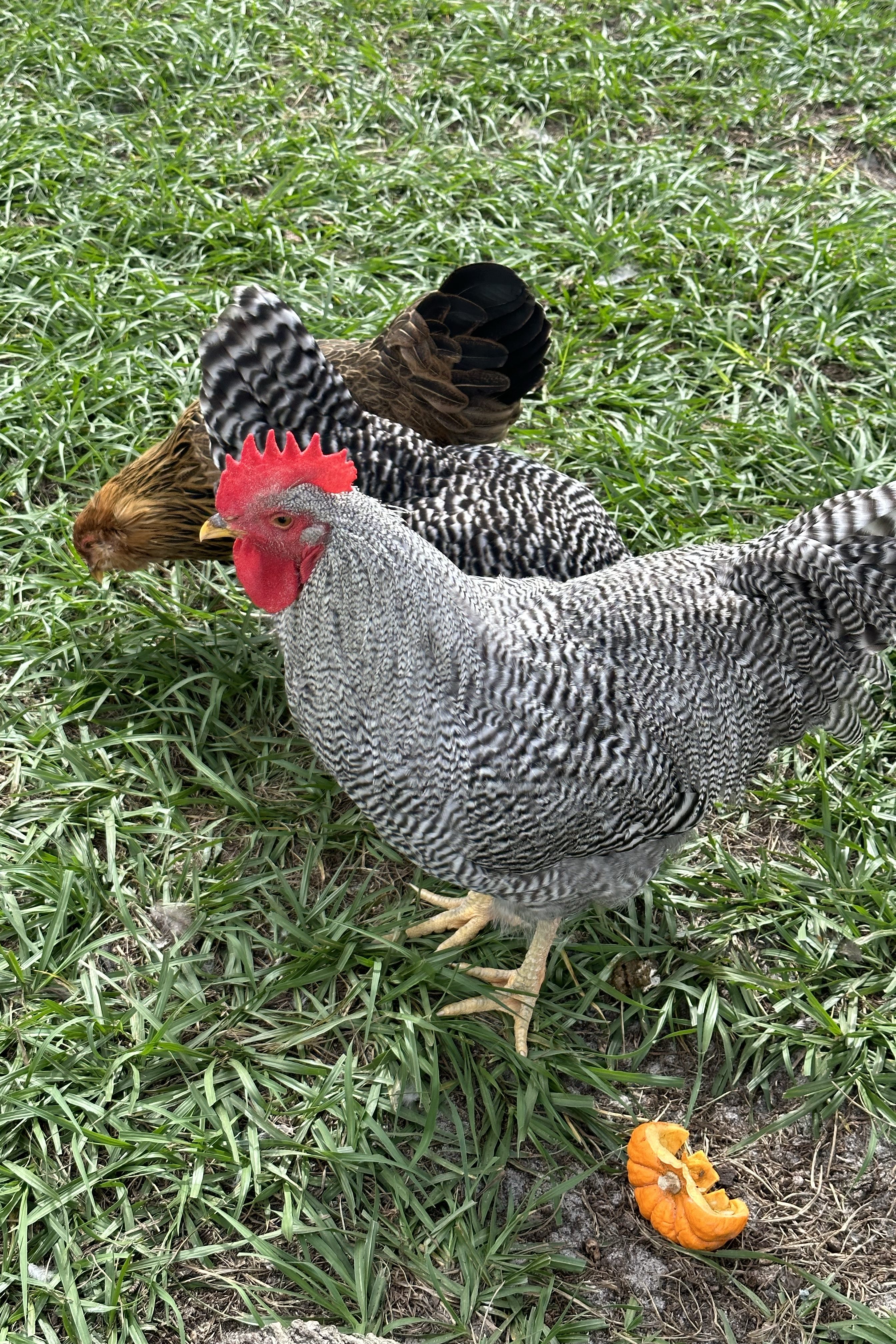 Black and white chicken in green grass next to a small orange pumpkin.