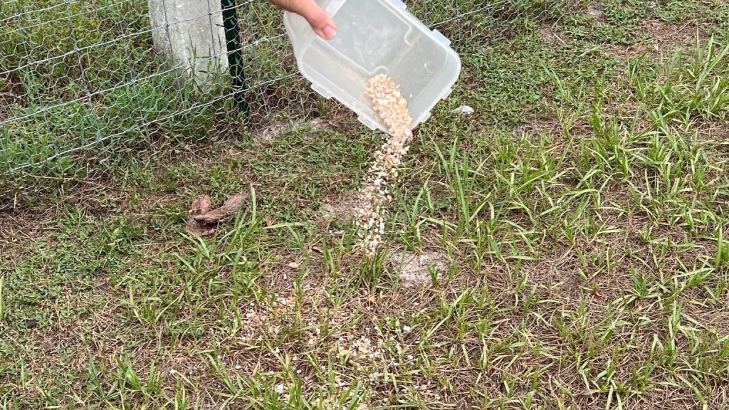 Crushed white and tan eggshells in clear bowl.
