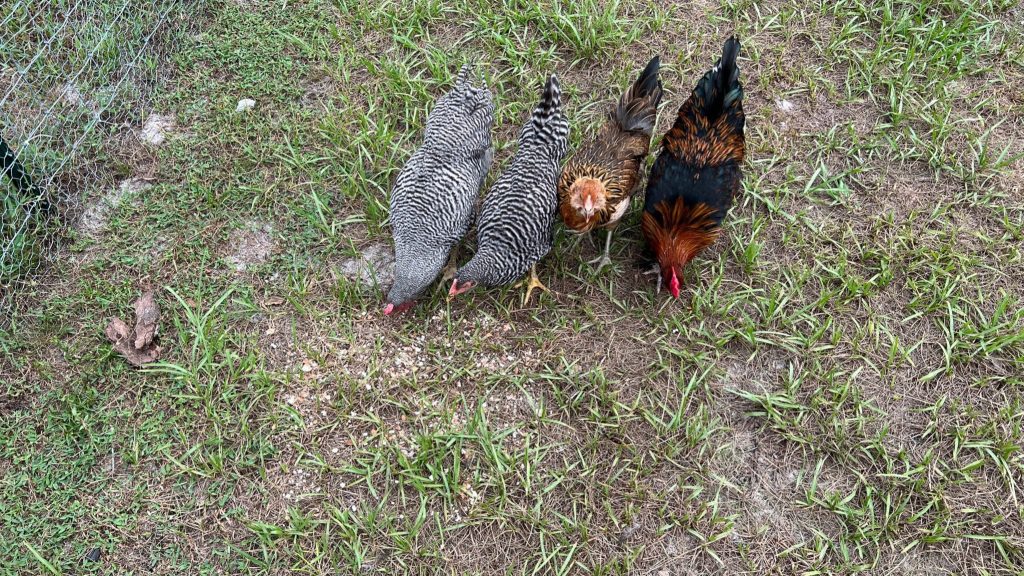 4 chickens eating eggshells off the ground.