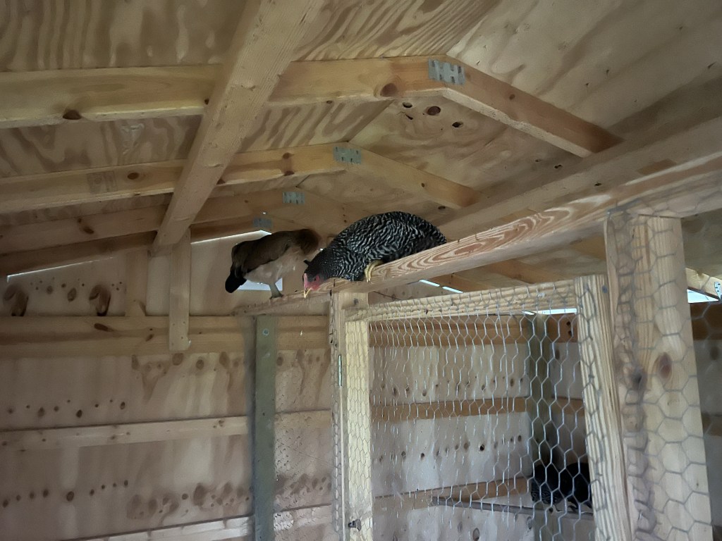 Two hens inside a wooden chicken coop at the top of the coop.