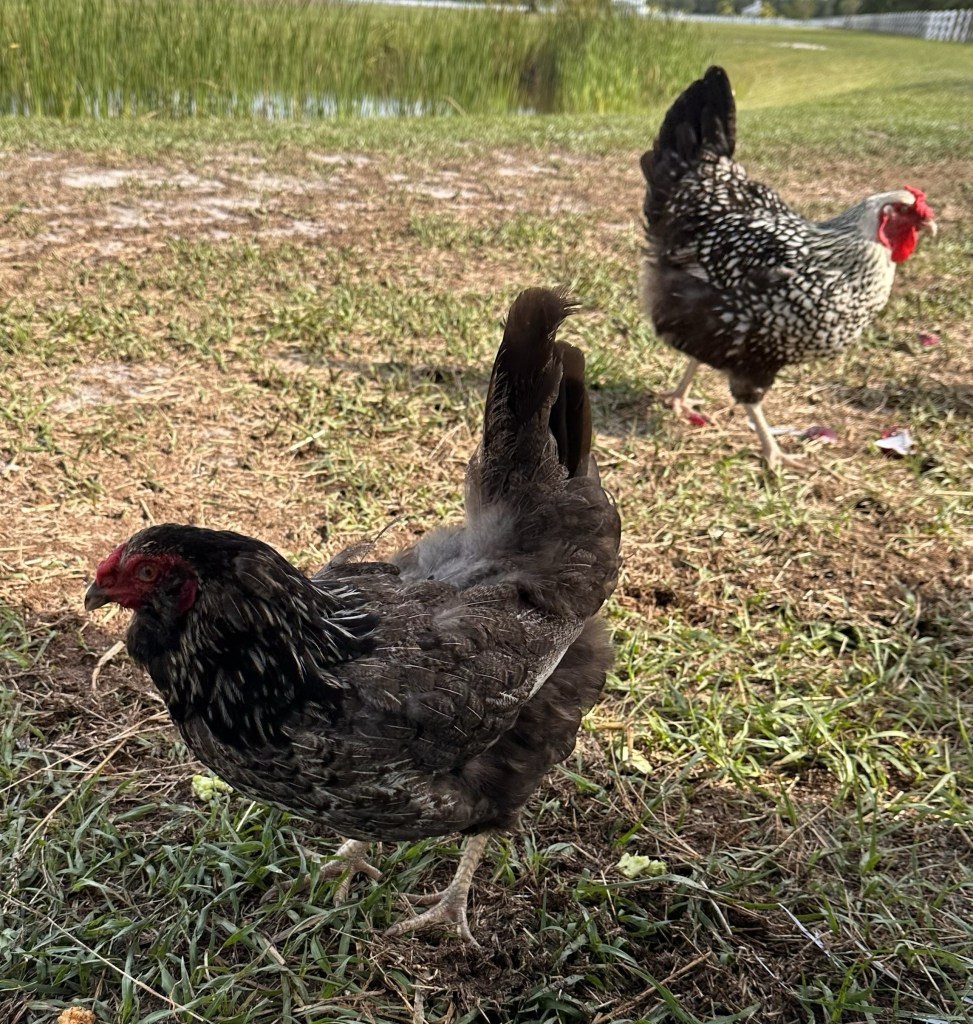 Two hens outside in the grass.