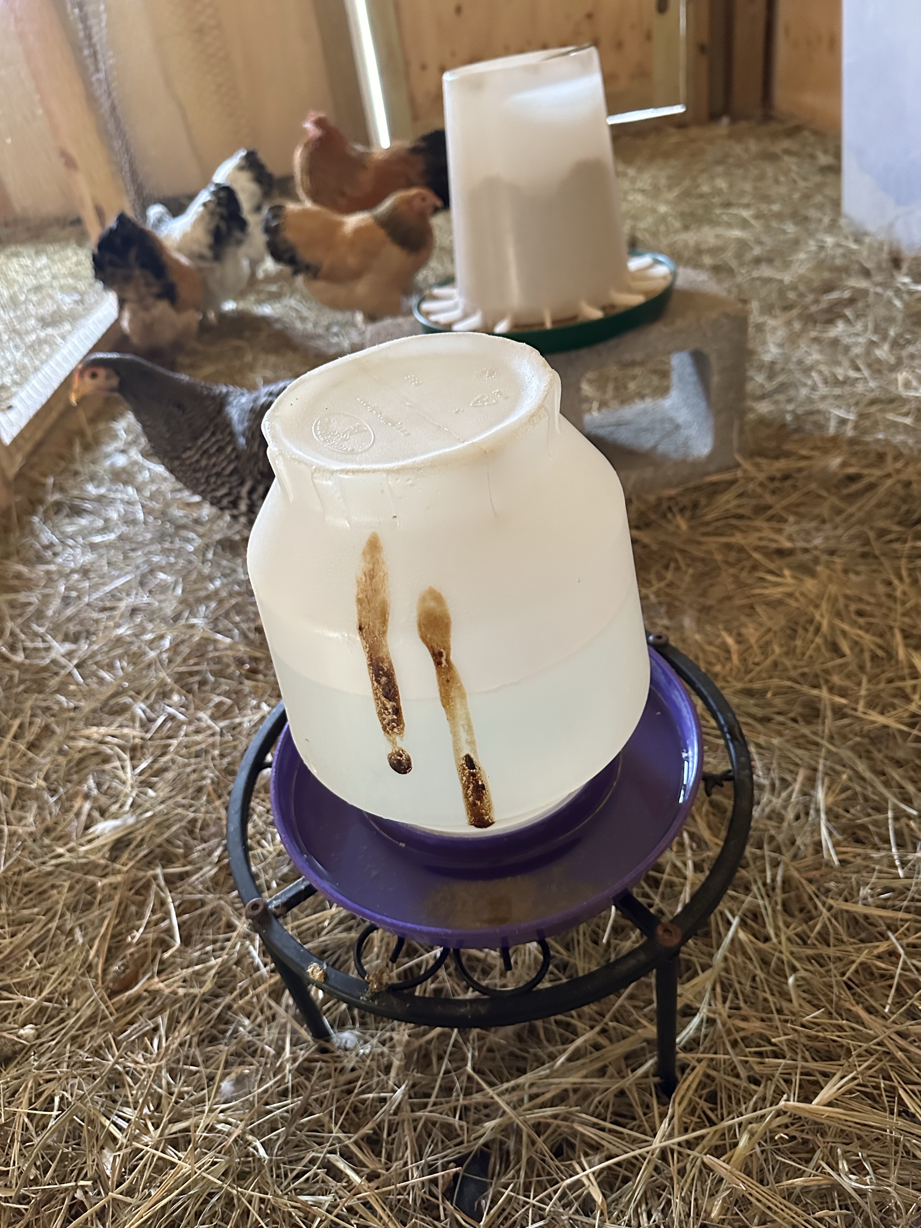 Clear waterer with brown chicken poop on it.