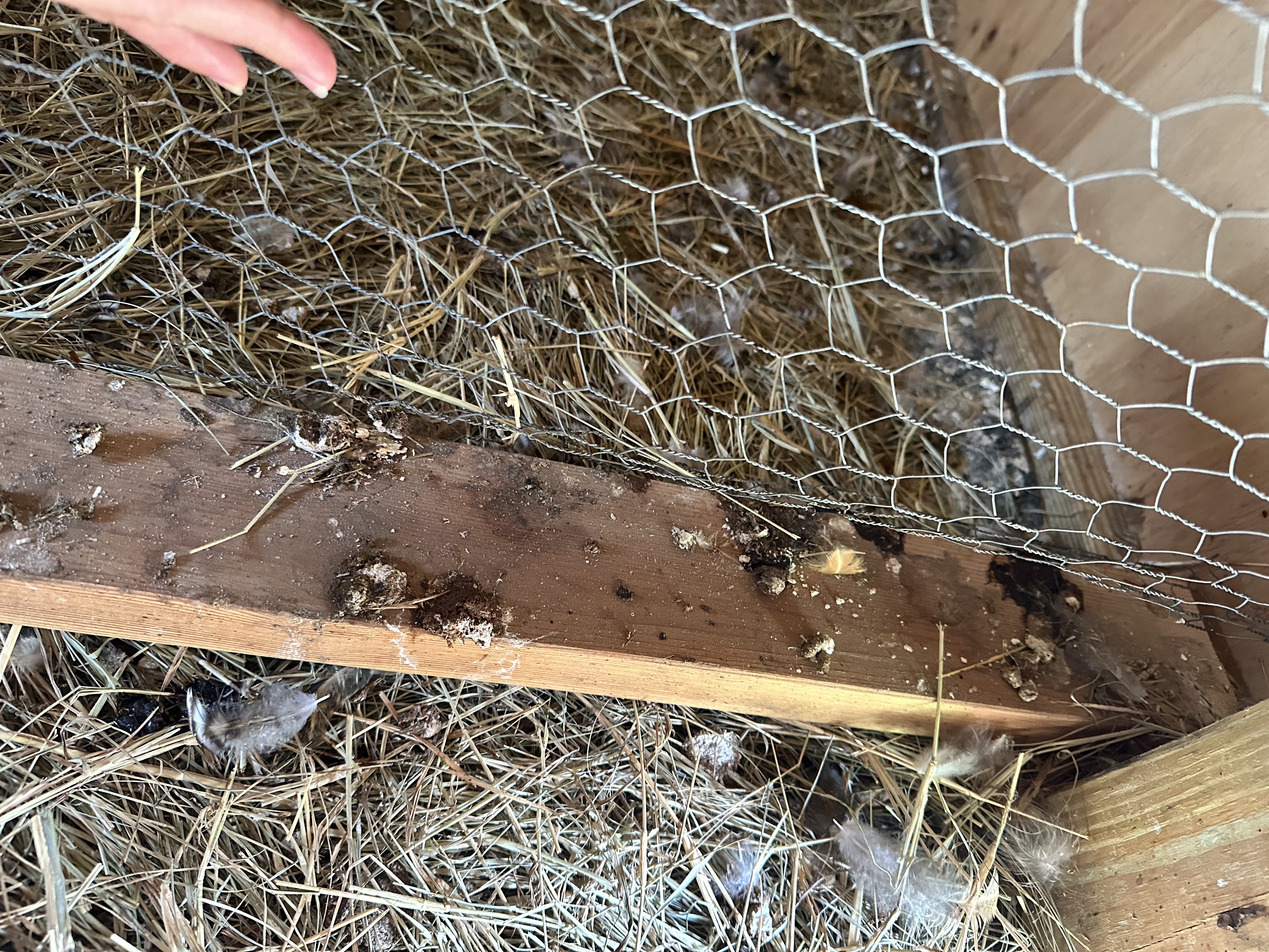 Wood coop with chicken poop.