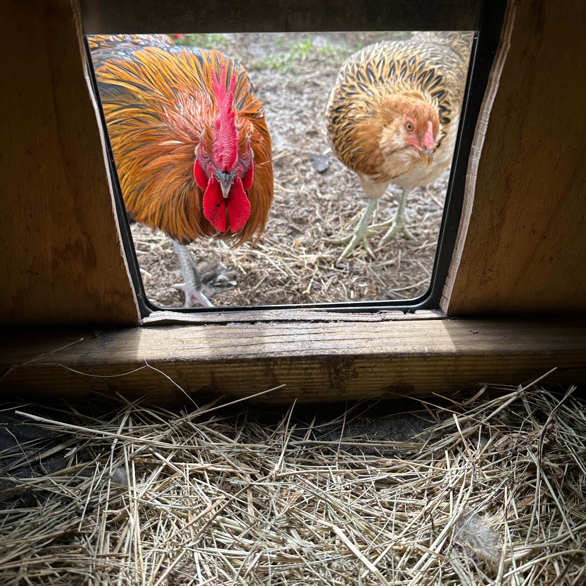 Two chickens looking in through the chicken door.