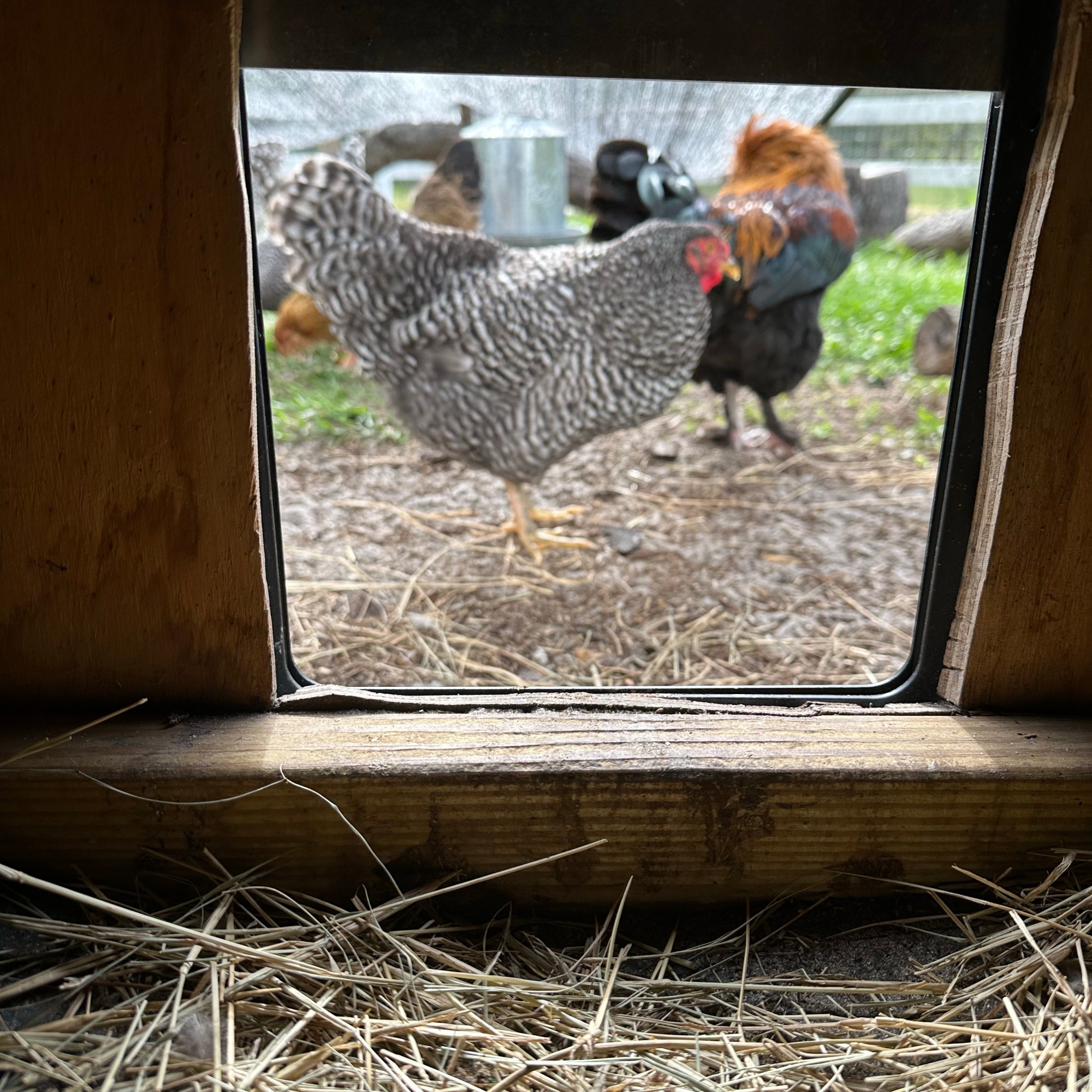 Looking at chickens through the chicken door.