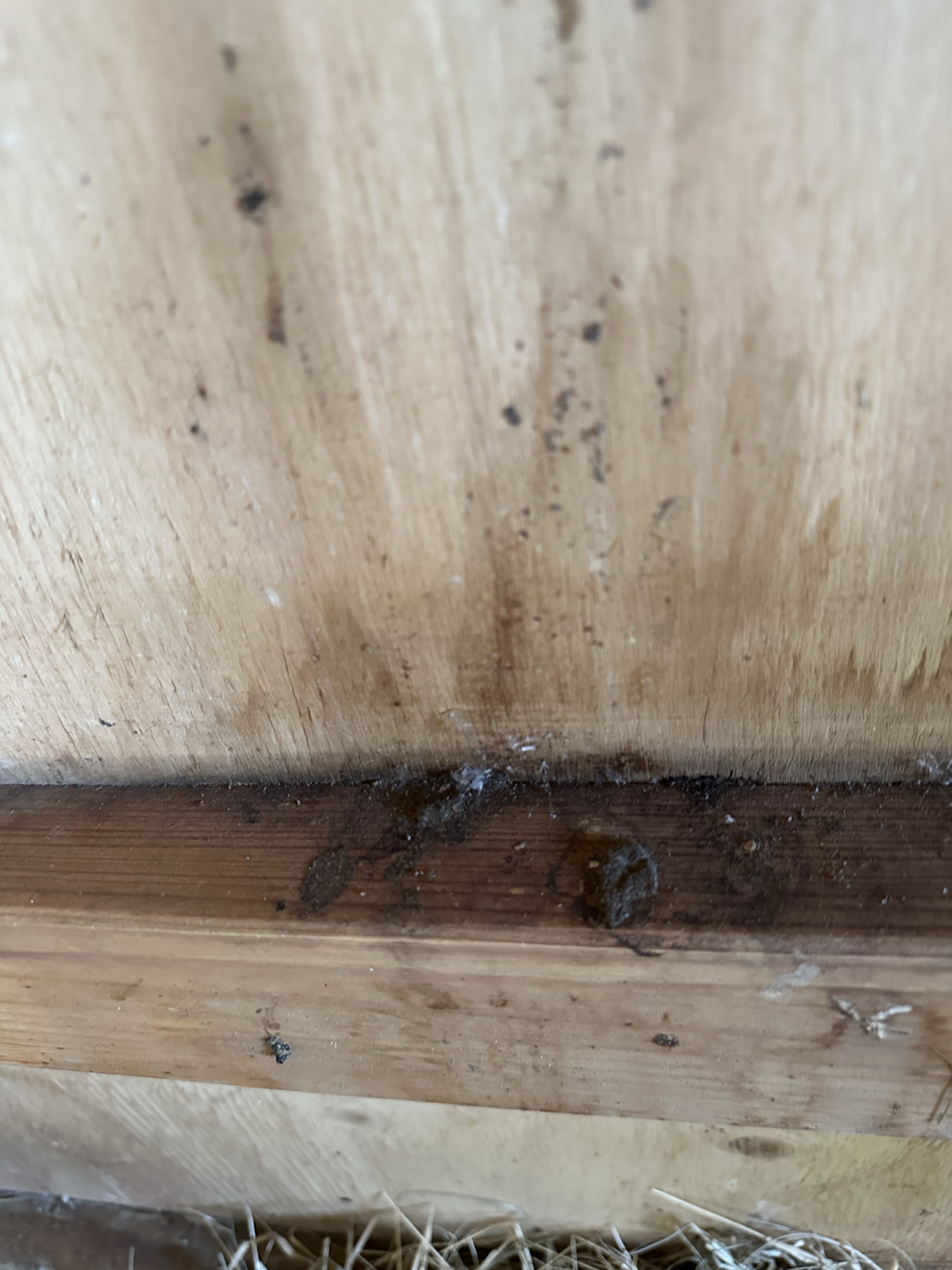 wood coop with chicken poop.