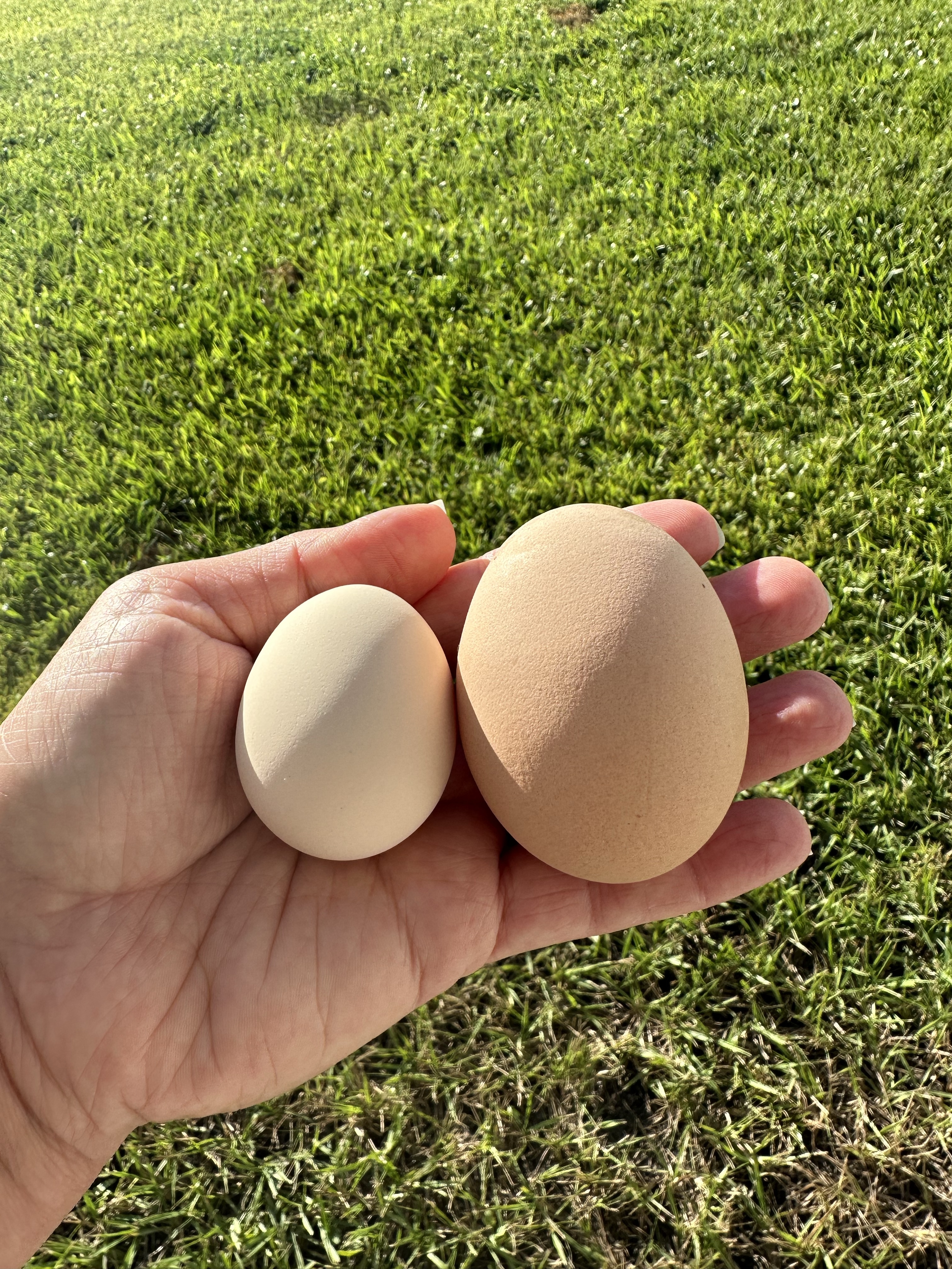 Two light brown eggs in a hand. One egg smaller than the other.