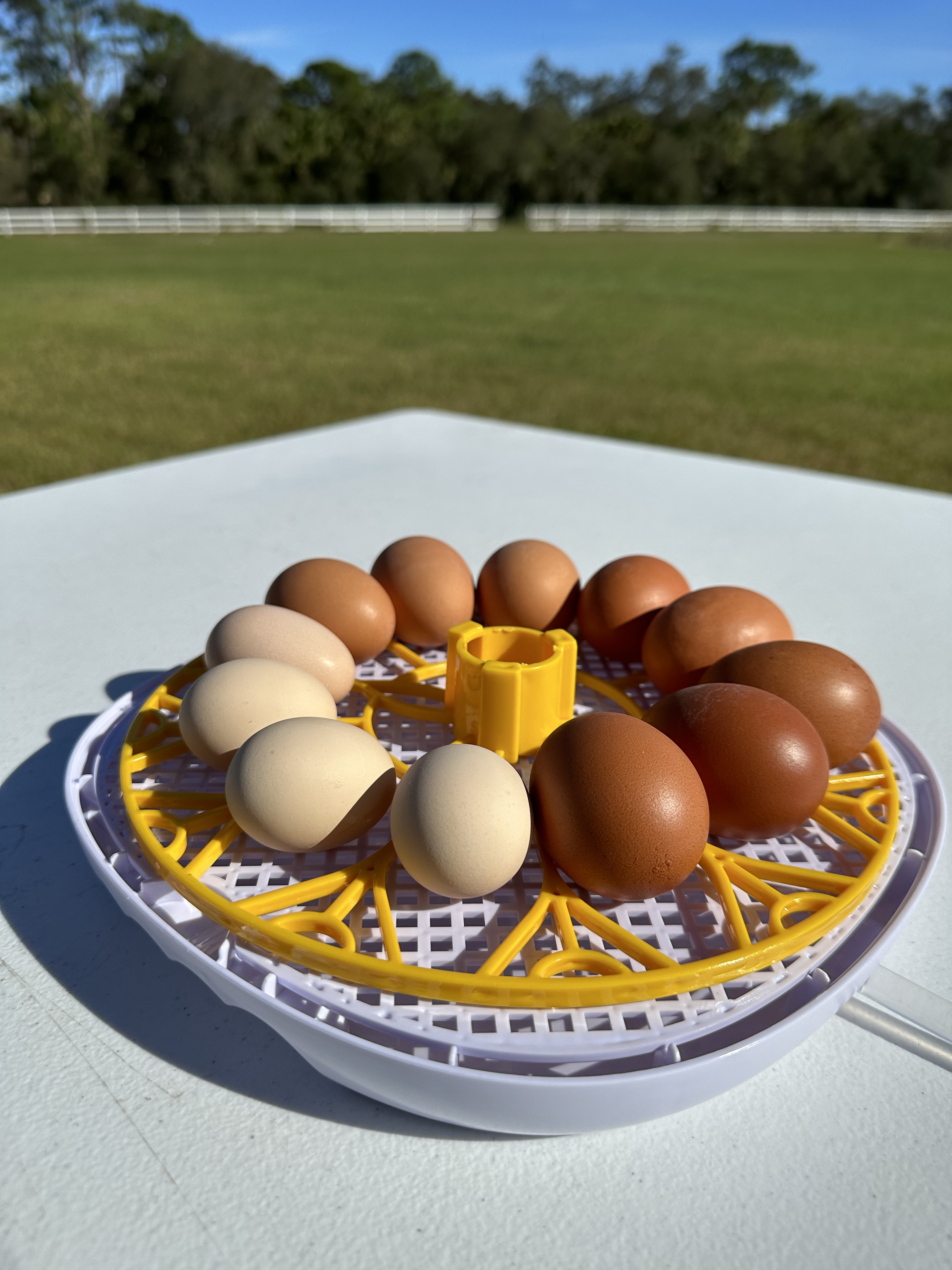 12 egg from light to dark brown laying in an incubator.