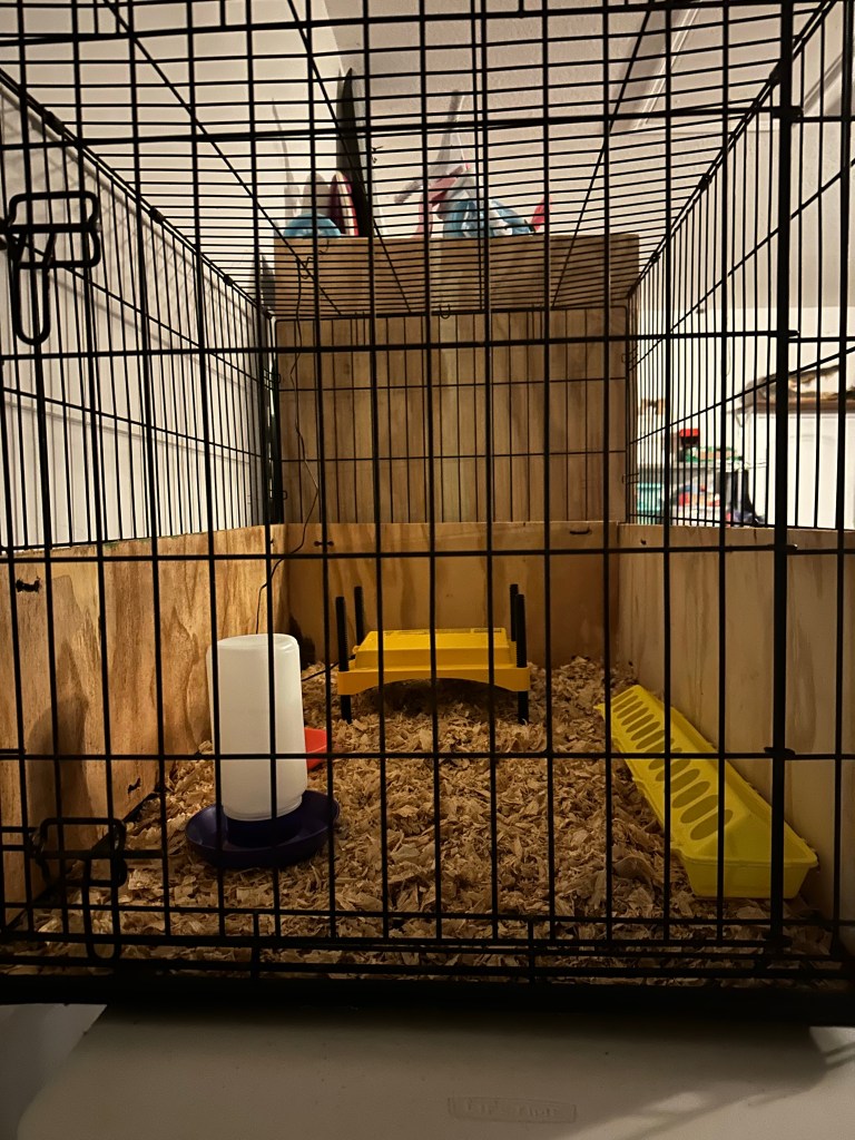 A black canal with brown plywood boarder. chick feeder, waterer and warmer inside on fresh wood shavings.