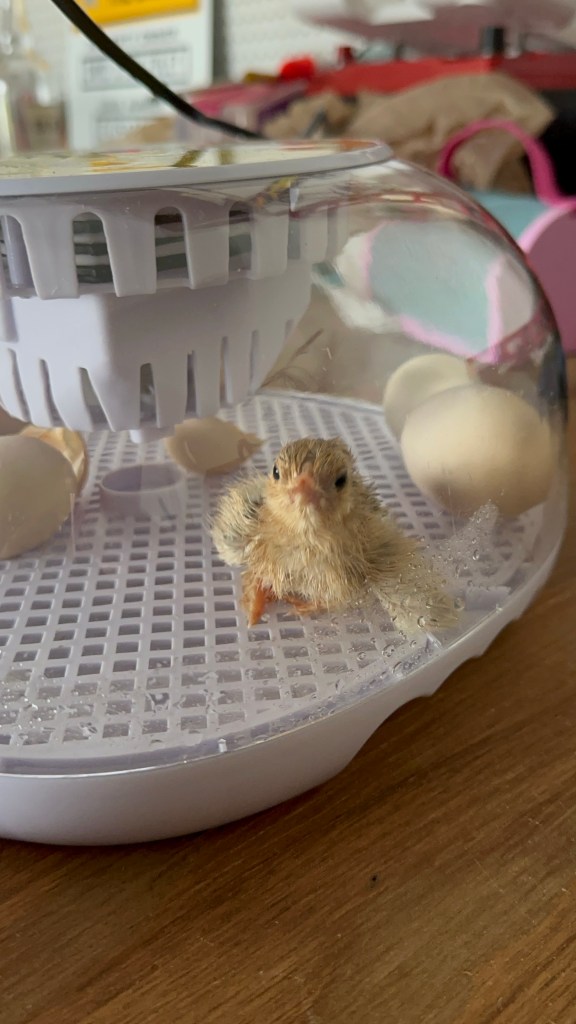 Yellow chick in incubator with eggs.
