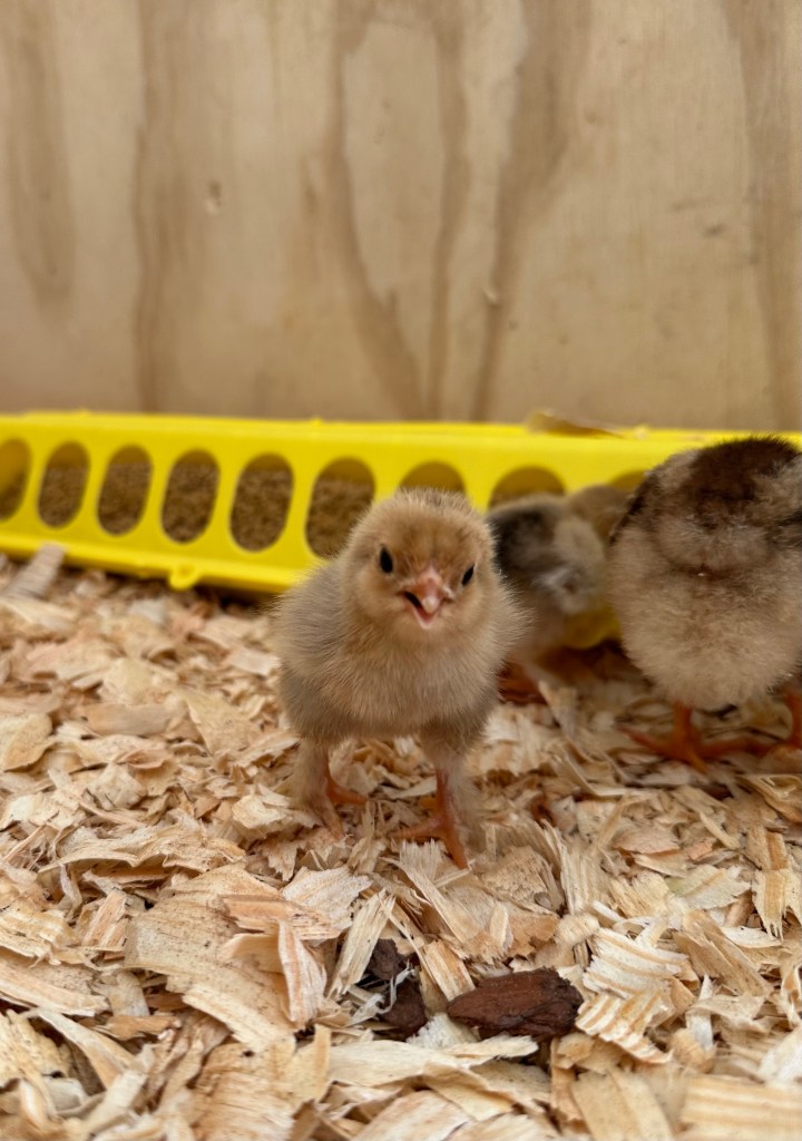 Tan baby chick standing in wood shavings.