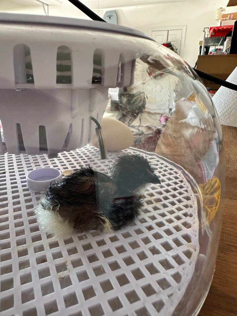 Newly hatched black chick in an incubator.