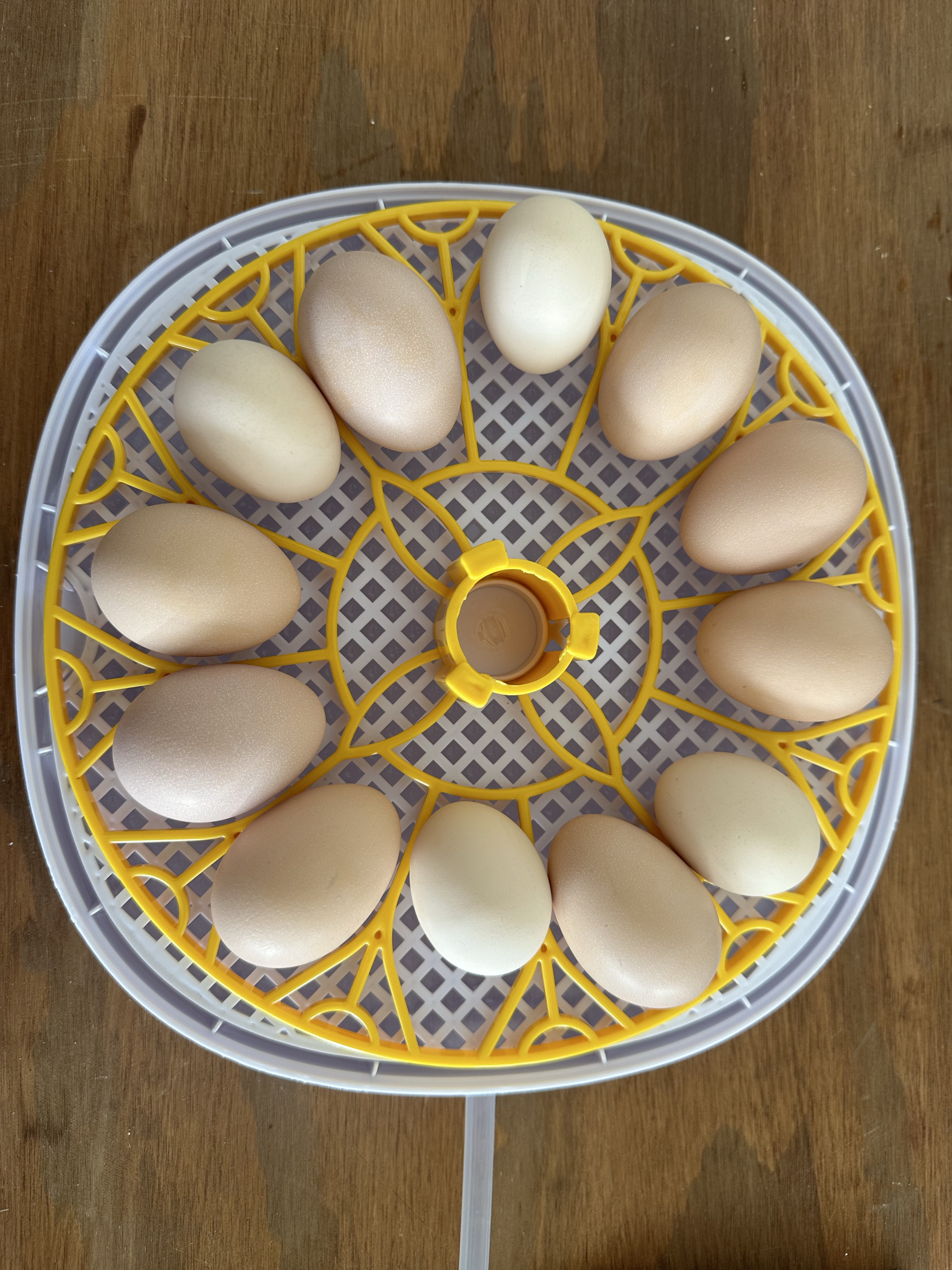 12 eggs of different sizes in an incubator.