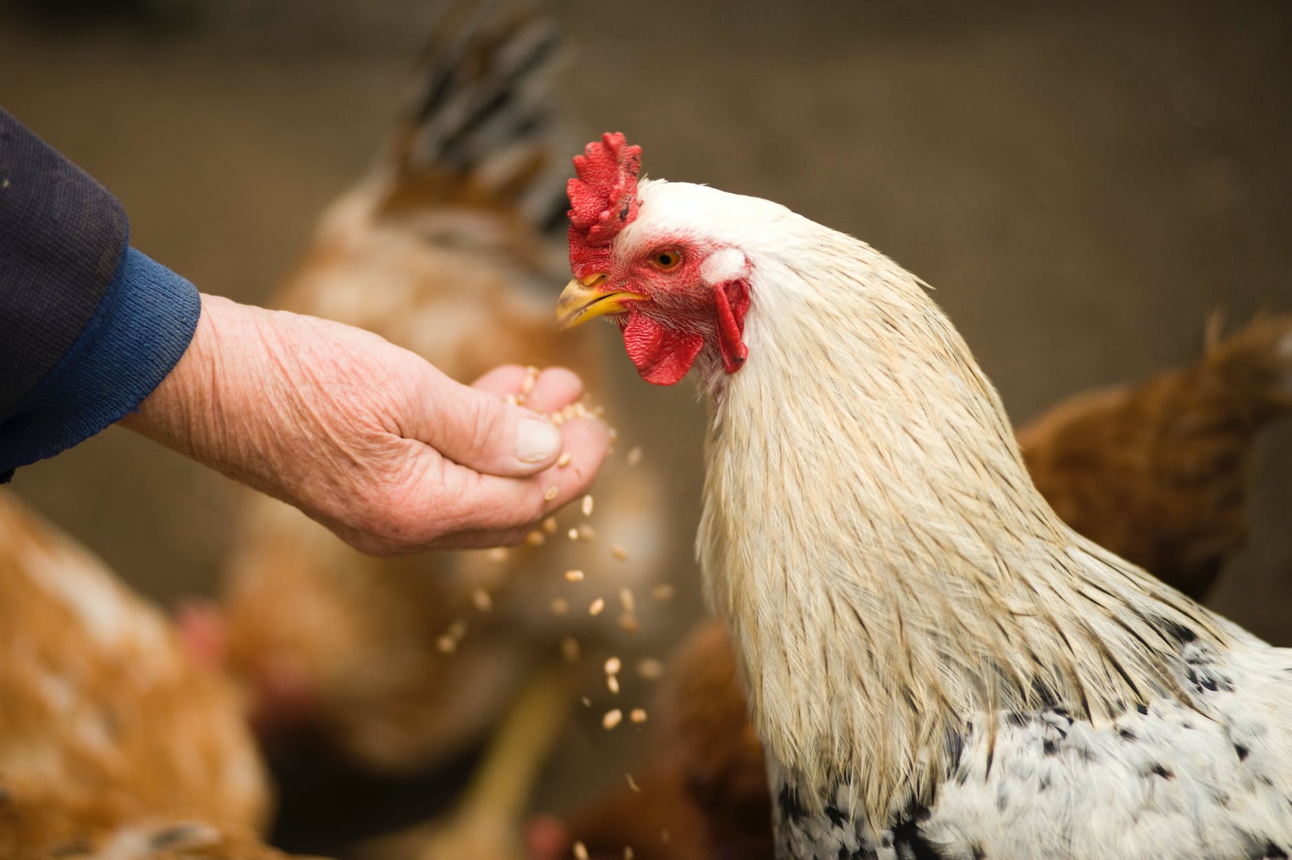 person feeding white chicken outdoor.