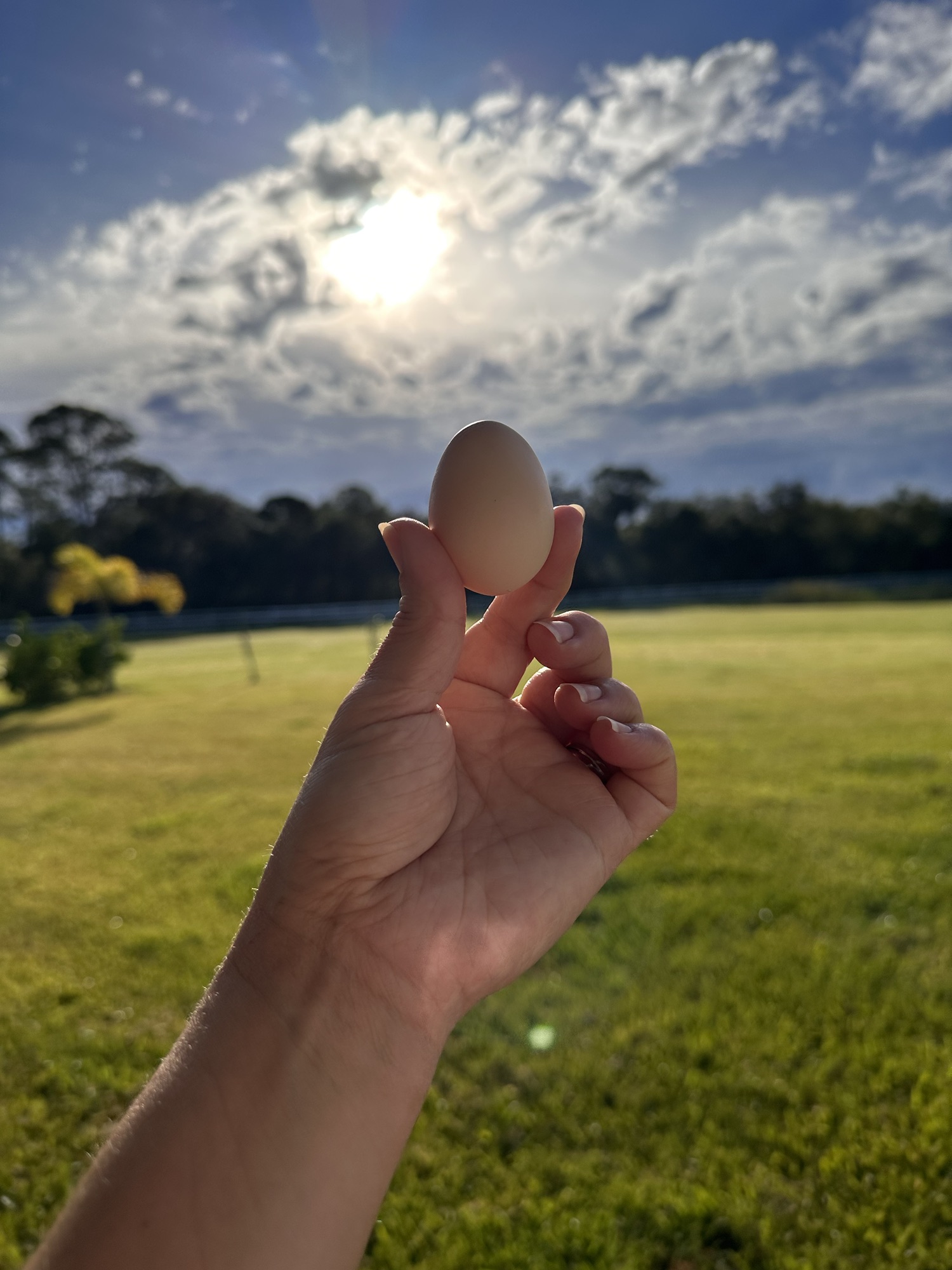 small light brown egg.