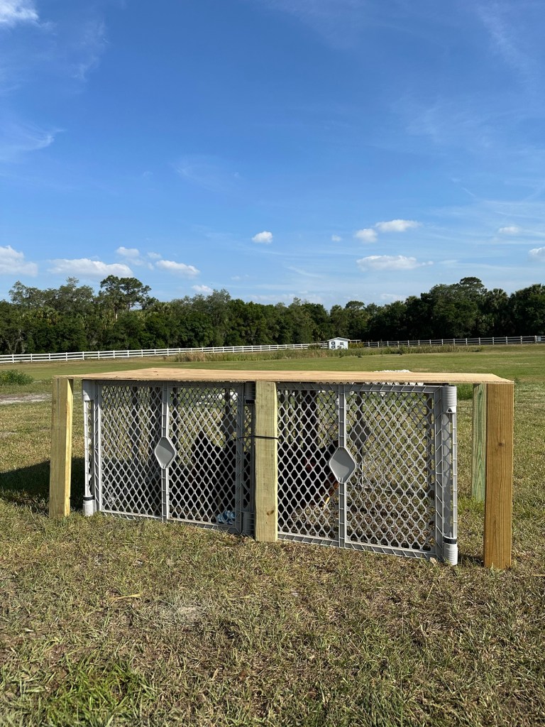 grey plastic corral with tan plywood on top, secured with 2x4s.