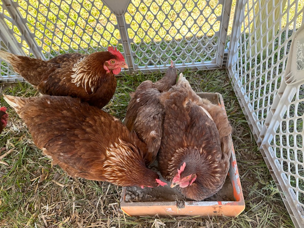 4 brown hens outside 2 of them in a grey dust bath.